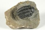 Detailed Reedops Trilobite - Atchana, Morocco #204126-2